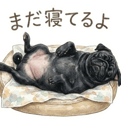 愛犬情報共有用・パグ(ブラック)
