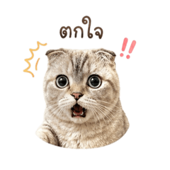 Baby_MoMo_DaYou2
