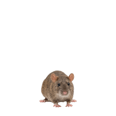 【小さく表示される】ドブネズミ