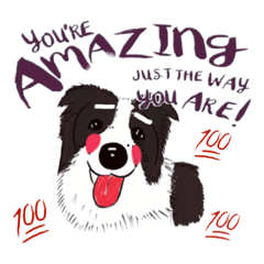 KK the Border Collie