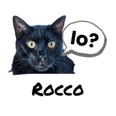 Il mio gatto è Rocco