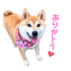 柴犬こなつ冬