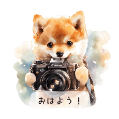 カメラLove柴犬♡毎日使えるスタンプ♪