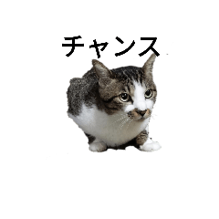 ねこフェス