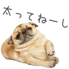 実は太ってるチワワ【面白い】