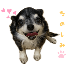 チワワのちびみーのあいさつスタンプ