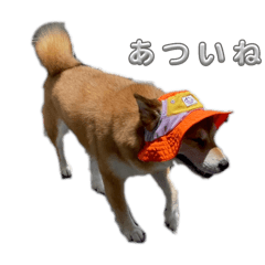 井上家のあんず