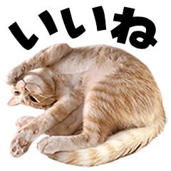 ちゃーのかわいいスタンプ