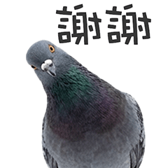 BIG! 鳩であいさつ（台湾華語）