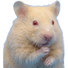 アルビノハムスター　実写