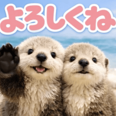 飛び出す♡ラッコ