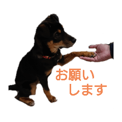 テンちゃん日常