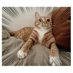 Weber_20220726235358