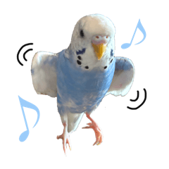 セキセイとオカメ