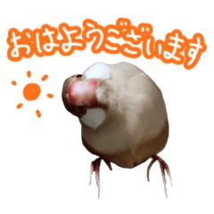 シルバー文鳥とシナモン文鳥の日常