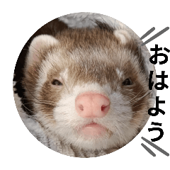 マーシャルフェレットたろうちゃん