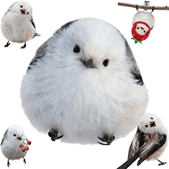 BIG! シマエナガ　実写