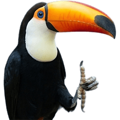 オニオオハシ　実写