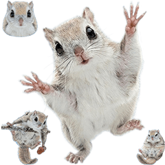 エゾモモンガ　実写