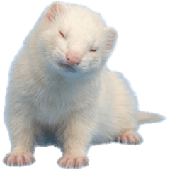 アルビノ　フェレット　実写