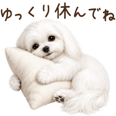 一年中使える♪マルチーズ