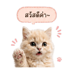 TheLittleBear_20260430151049