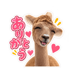 camel's daily stamps