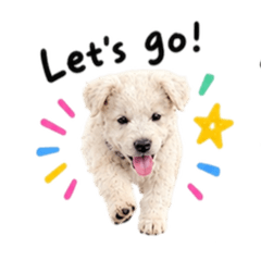 PUP MOOD｜イッヌの日常 English 3