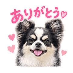 チワワの毎日スタンプ【海】