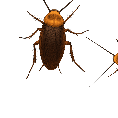 Cockroach 2 Mix : Pop-up stickers