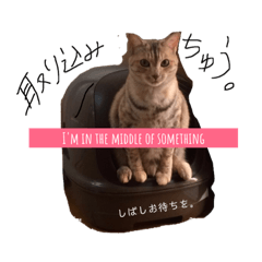 関西弁猫ちゃんズ。Ver2