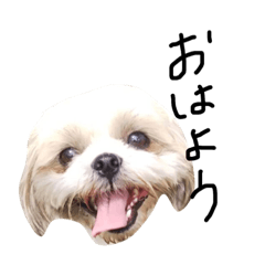 シーズー犬ココ