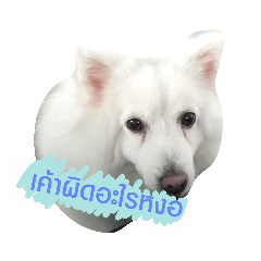 Fahpitcha_20190212155312