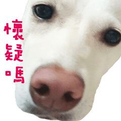 台湾の犬の餅