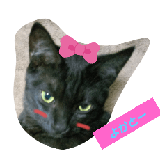 保護っ子着ぐるみニャ