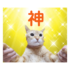 愛猫☆メロちゃん♂の激かわスタンプ