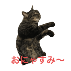 猫ちゃんず♫