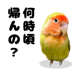 ときどき関西弁のコザクラインコたちPart1