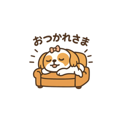 シーズーちゃんこ