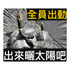 Brucejia_20251122123236