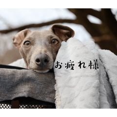 ラッキーとオレオ