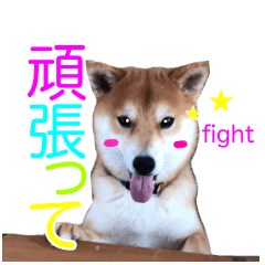 柴犬 しばけん こた