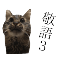 癒し猫**実写**敬語Ver3