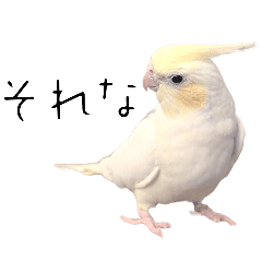 オカメインコいもちゃんの日常