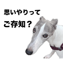 尖った犬 2nd