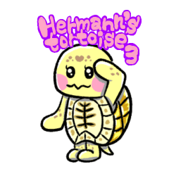 ヒガシヘルマンリクガメの亀ちゃん先生3