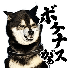 動く！豆柴すみすみ