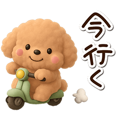 トイプードル「アプリコット」３D