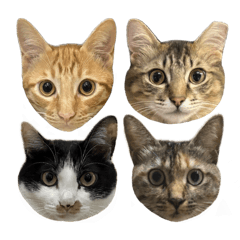 哈蜜瓜&龍兄虎弟的日常