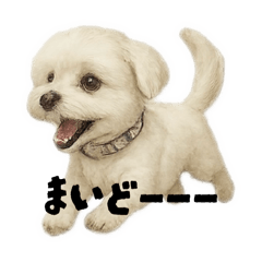 東京弁と関西弁をはなすマルチーズ